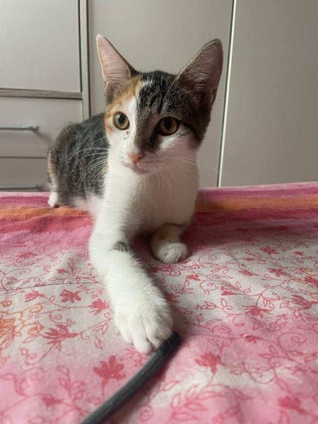 Ama, femelle, chat européen, née le 15/04/2025 🐱