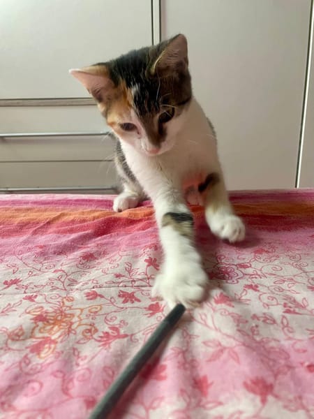 Ama, femelle, chat européen, née le 15/04/2025 🐱