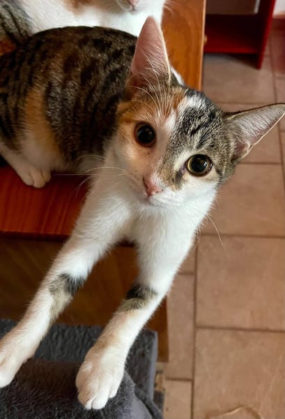 Ama, femelle, chat européen, née le 15/04/2025 🐱