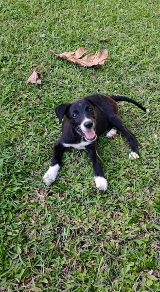 Melba, femelle croisée berger, née le 26/06/2025 🐶