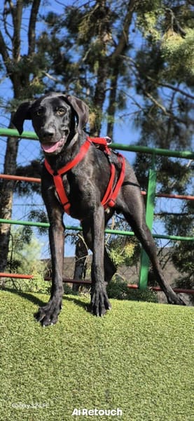 DRAGO