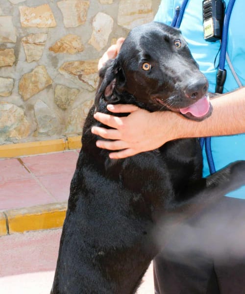 DRAGO