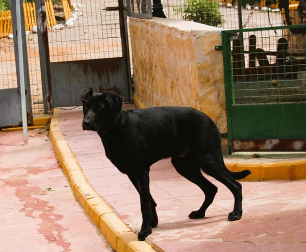 DRAGO