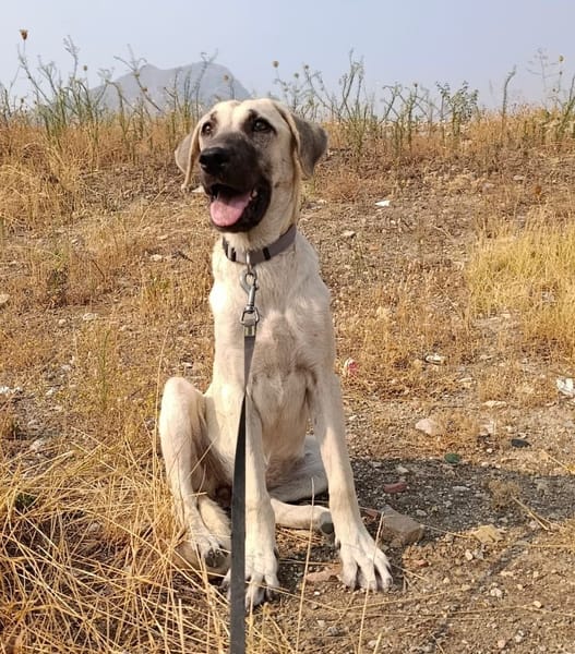 DAMA (union animal)