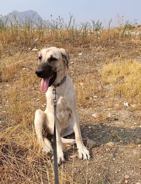 DAMA (union animal)