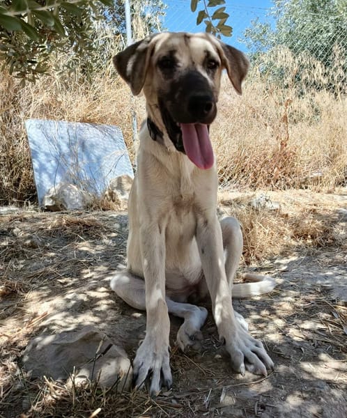 DAMA (union animal)