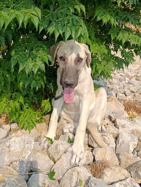 DAMA (union animal)