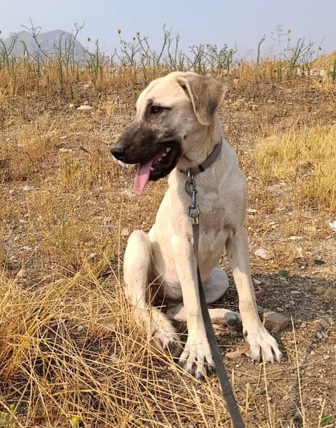 DAMA (union animal)
