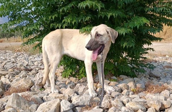 DAMA (union animal)