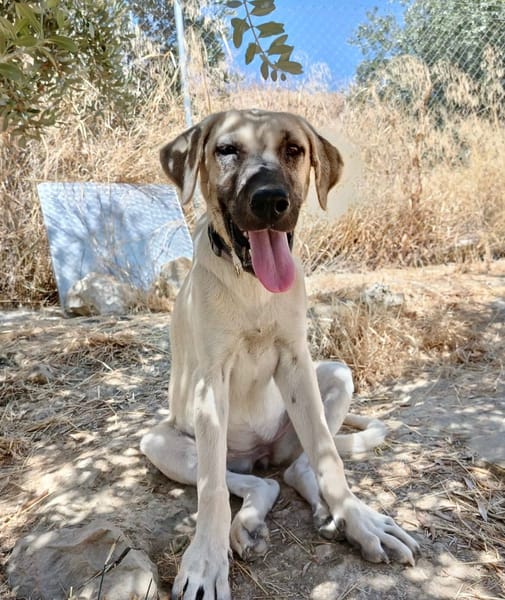 DAMA (union animal)