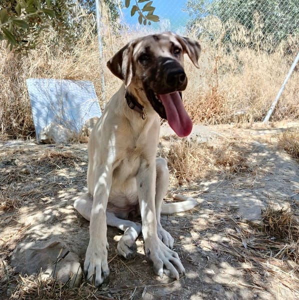 DAMA (union animal)