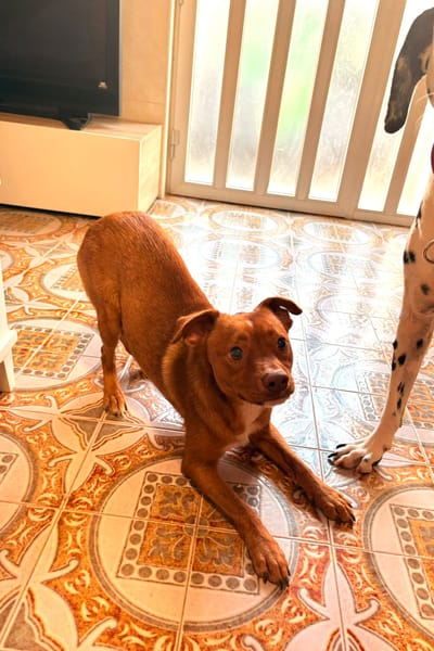 MAX (101 huellas)