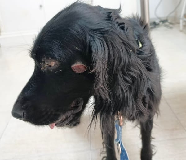 HANNAH (union animal)