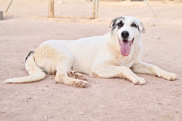 RIO (AnimalCazar)