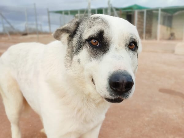 RIO (AnimalCazar)