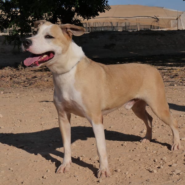 SANDOKAN (Maria)