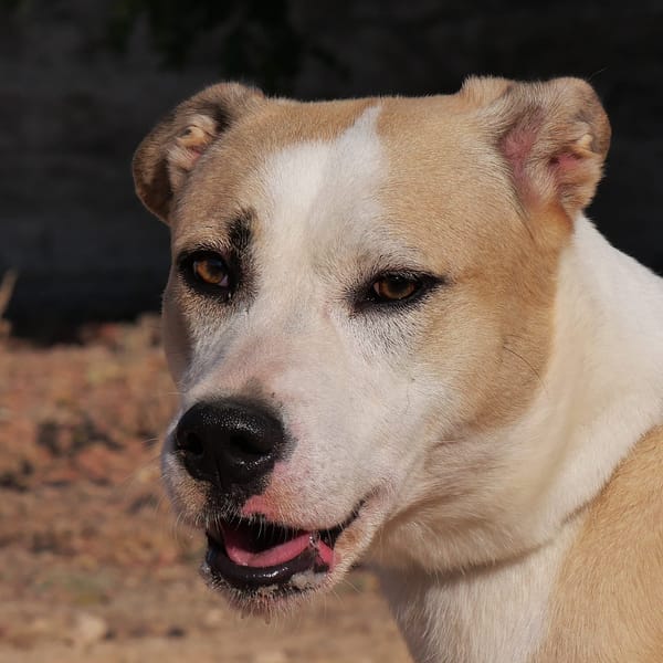 SANDOKAN (Maria)