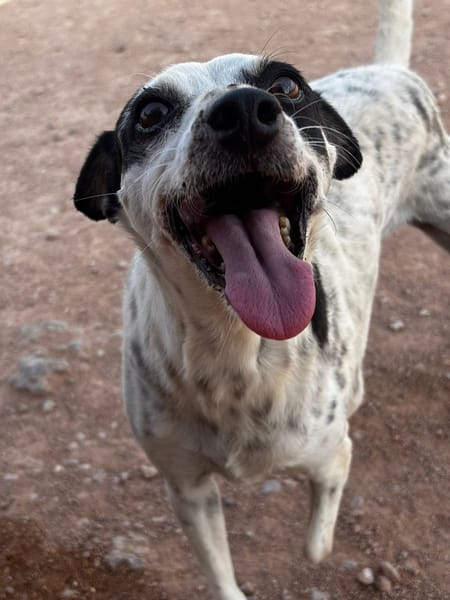 SYRAH (AnimalCazar)