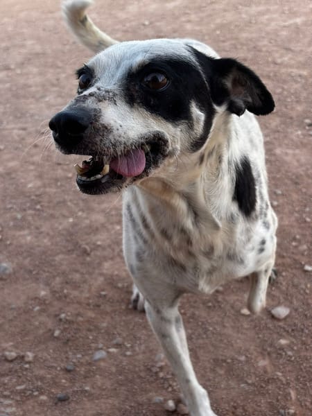 SYRAH (AnimalCazar)