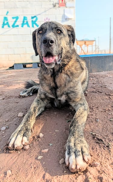 THOR (Animalcazar)