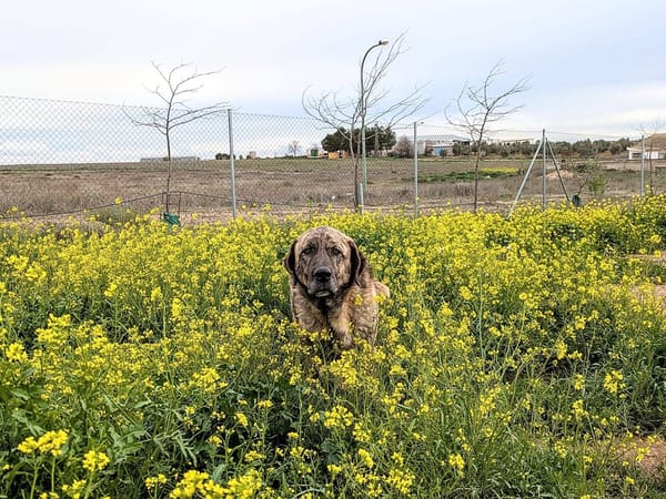THOR (Animalcazar)
