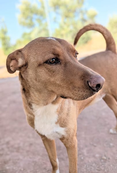 TOBY (Animalcazar)