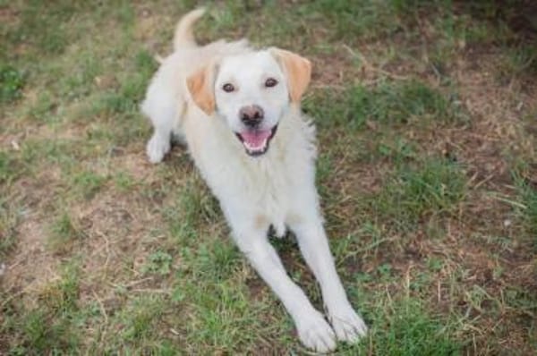 Ante Golden Retriever Mix sucht Zuhause