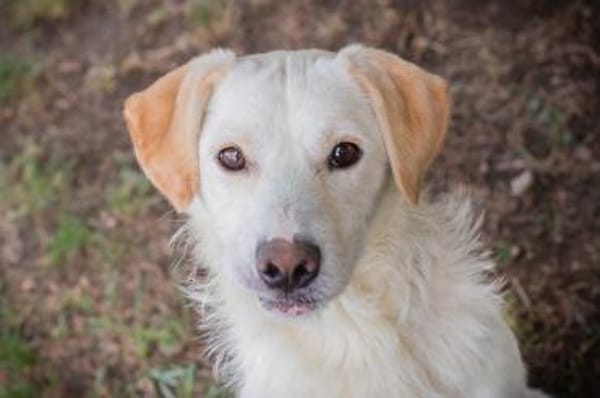 Ante Golden Retriever Mix sucht Zuhause