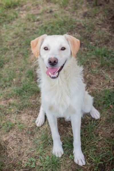 Ante Golden Retriever Mix sucht Zuhause