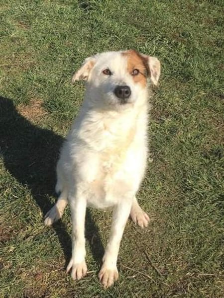 Lola ist wieder auf der Suche