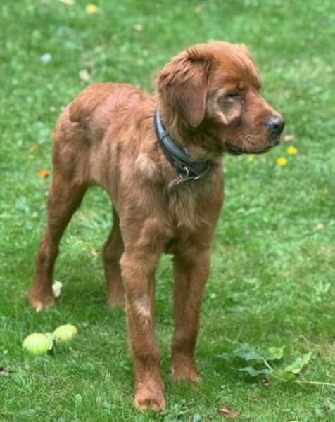 Chow-Chow-Mix FELIXin 53940 Hellenthal