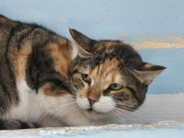 Lucky, ausgeglichene Katzenlady, ca. 5 J