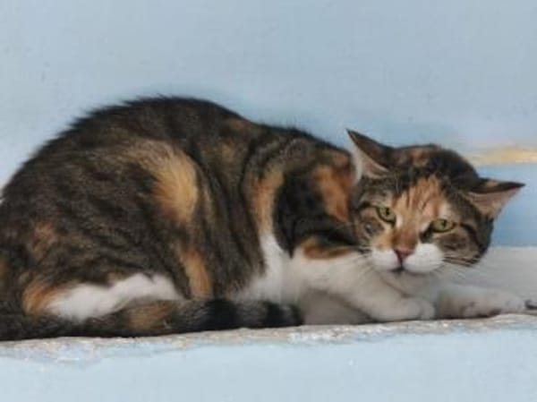 Lucky, ausgeglichene Katzenlady, ca. 5 J