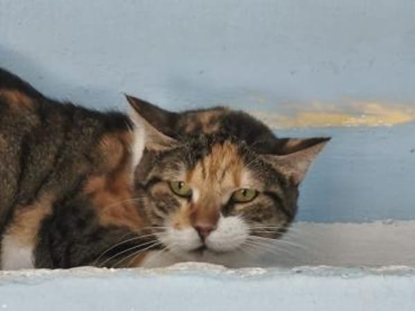 Lucky, ausgeglichene Katzenlady, ca. 5 J
