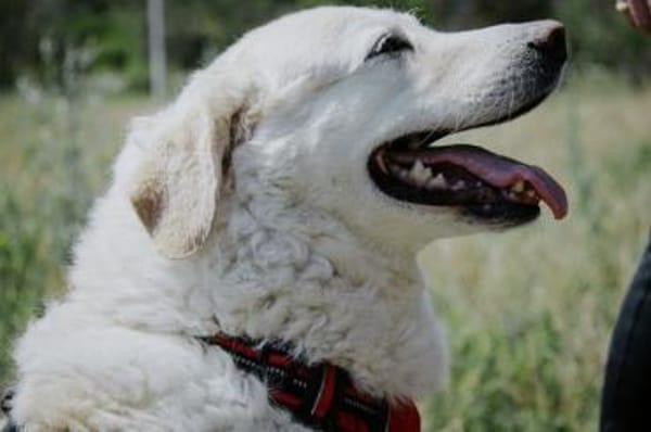 Bailey, unkomplizierter Senior, 9J 0738