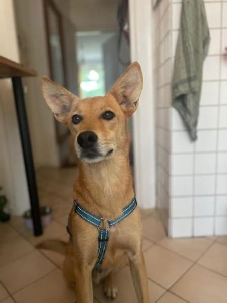 Alfie, stubenreiner Rüde, 5J 22765