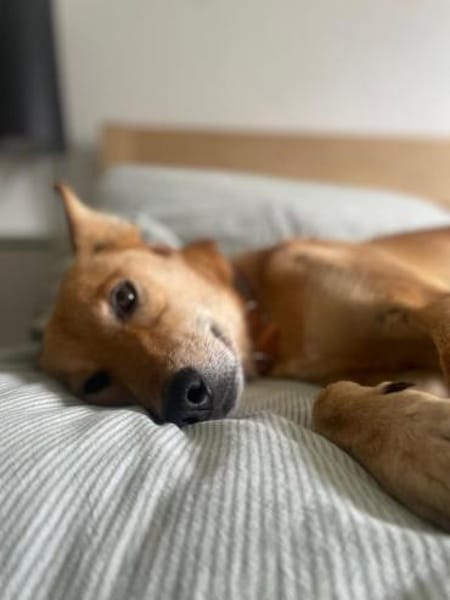 Alfie, stubenreiner Rüde, 5J 22765