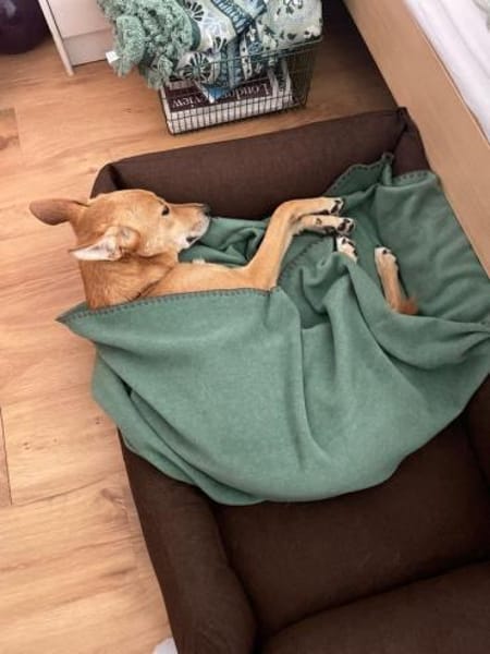 Alfie, stubenreiner Rüde, 5J 22765
