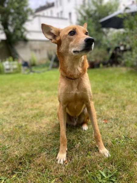 Alfie, stubenreiner Rüde, 5J 22765