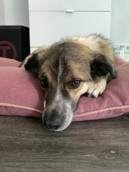 MOGLI