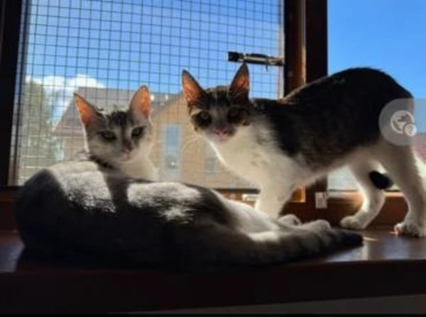 Jinx & Lexi suchen ihre Familie
