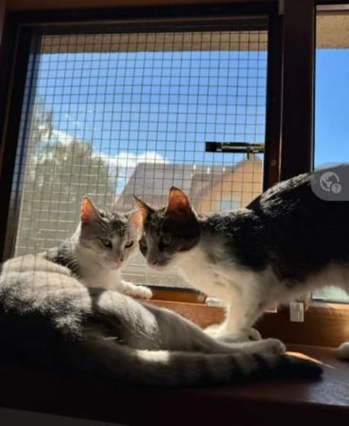 Jinx & Lexi suchen ihre Familie