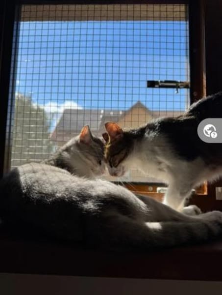 Jinx & Lexi suchen ihre Familie