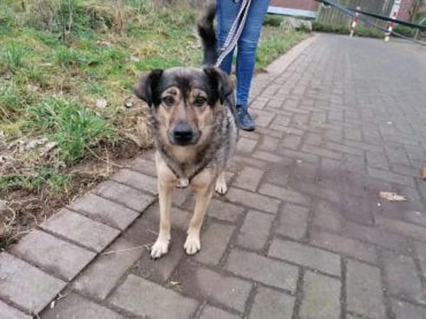 Soziale Hundeoma KATE sucht ♥