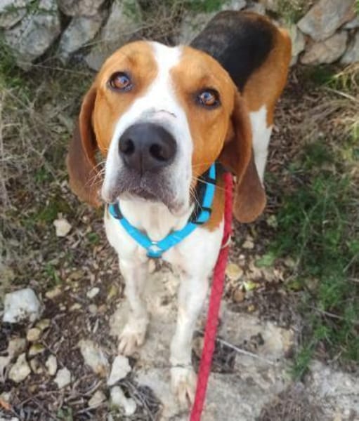 Seelenhund Rio in Braunfels