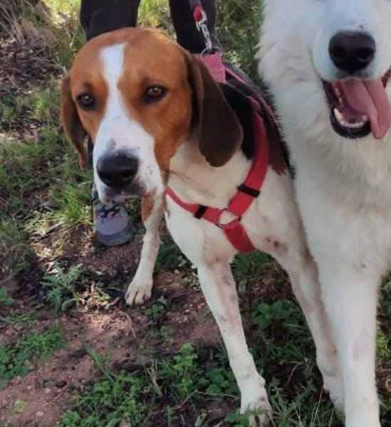 Seelenhund Rio in Braunfels