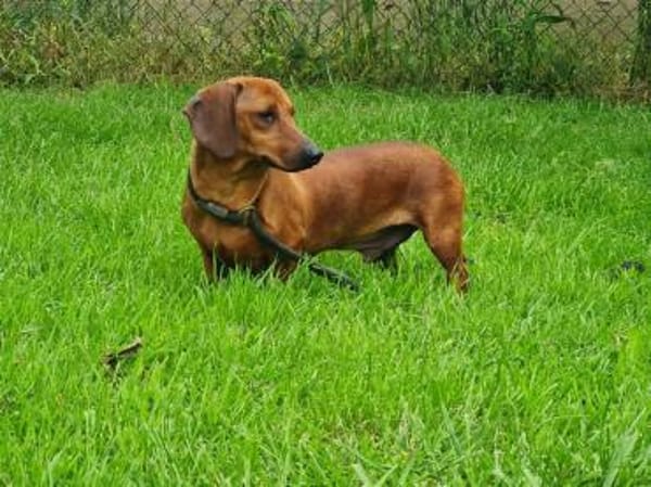 Kleiner Schatz Pippin sucht großes Herz