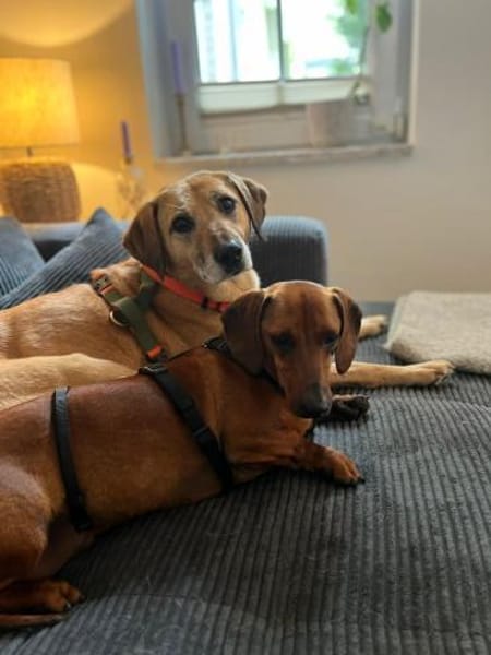 Kleiner Schatz Pippin sucht großes Herz