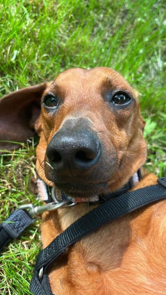 Kleiner Schatz Pippin sucht großes Herz