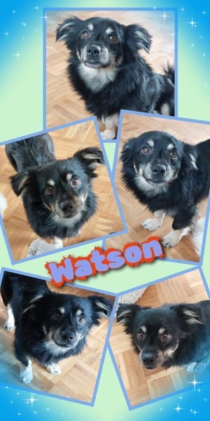 Watson wartet in 91278 Pottenstein!